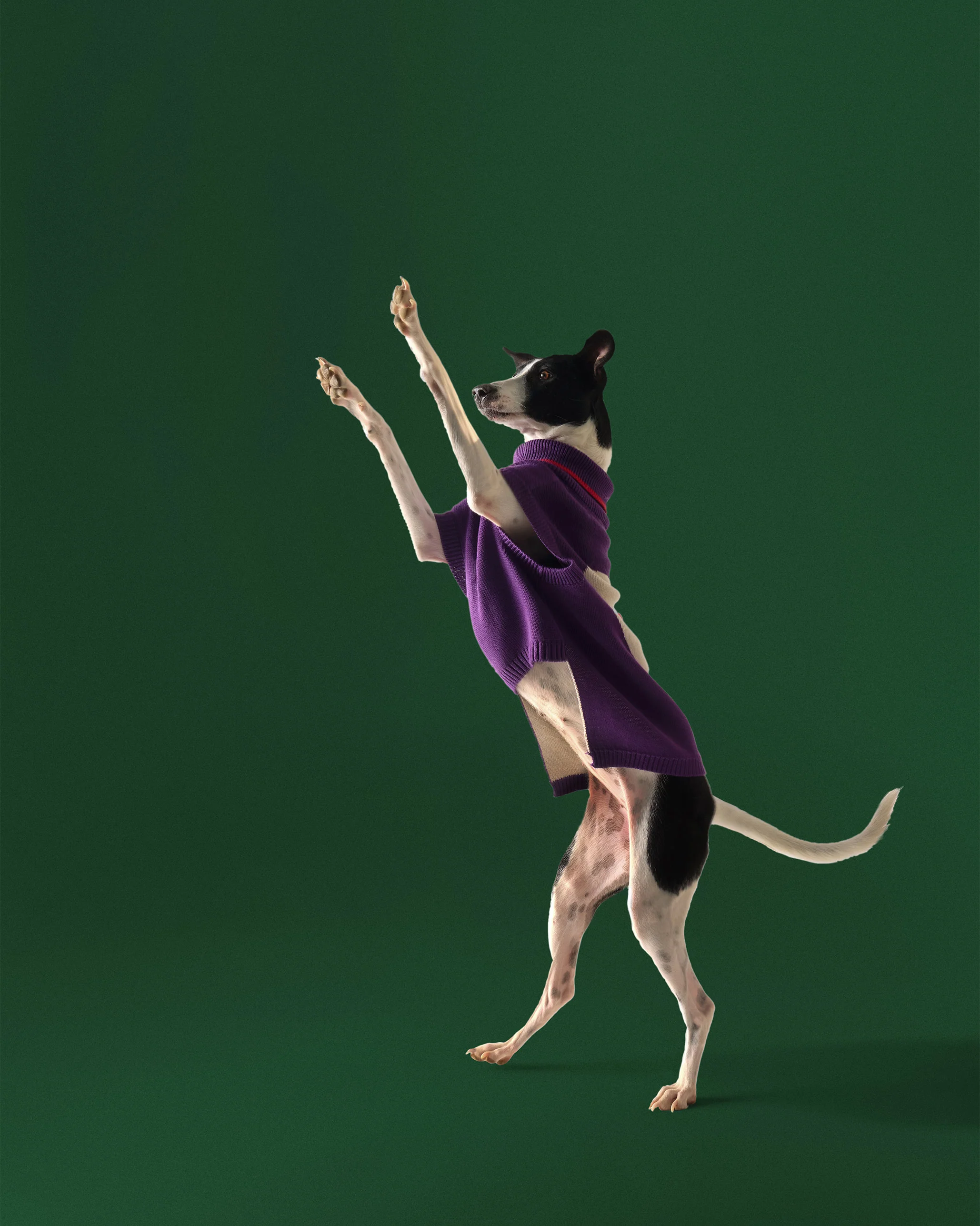 Fur-ever Dog Sweater - Purple